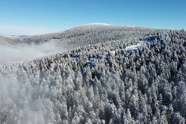 The pristine Hargita Mountains in winter—the stunning setting for your tracking expedition. Image by János Oláh.