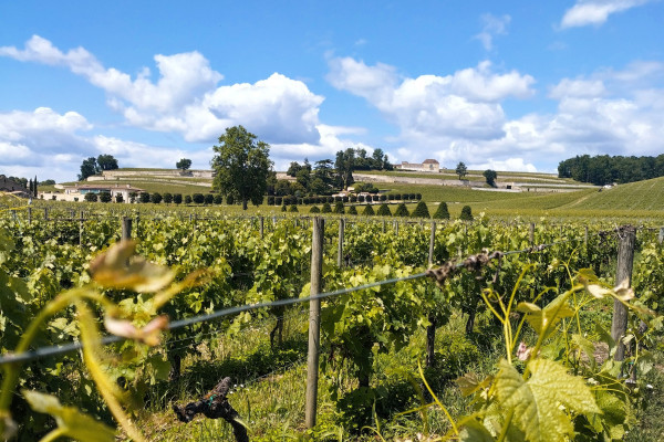 Panoramic view of vineyards during an e-bike tour from Bordeaux.