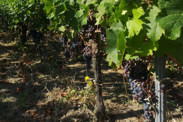 Wine tour Saint-Emilion Vert Bordeaux organic winery