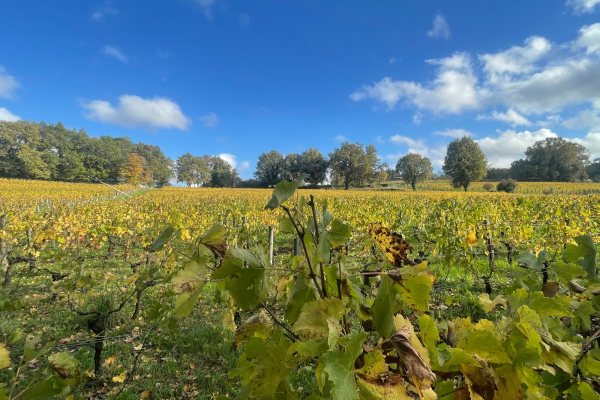 Saint-Emilion & Pomerol Wine Tour winery