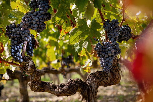 Bordeaux Wine Tour Vert Bordeaux off the beaten path Pessac-Léognan Graves