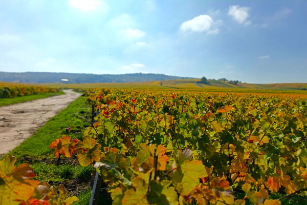 E-bike tours - landscape Champagne vineyards