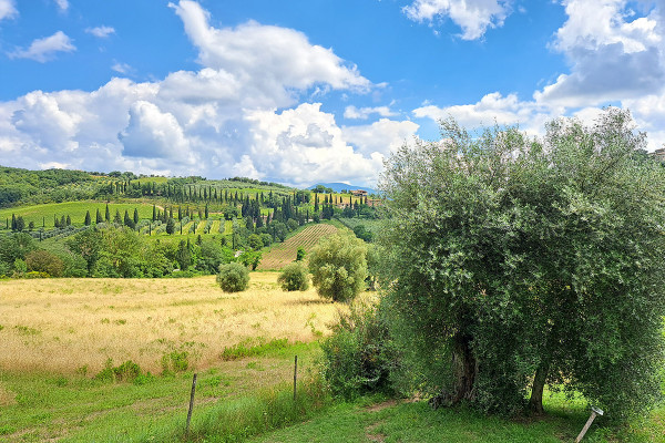 Montalcino Landscapes