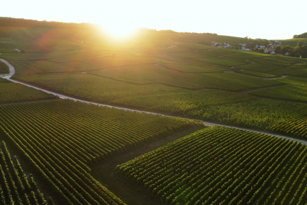 Vignoble de la Montagne de Reims