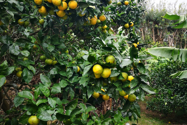 Oranges
