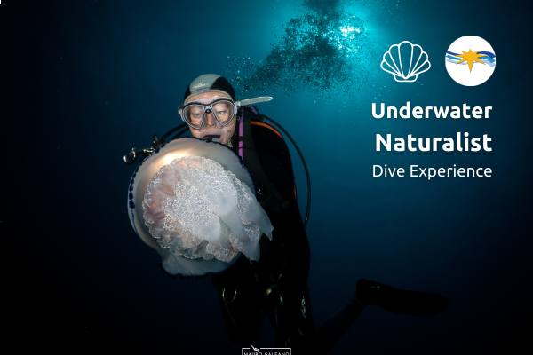Underwater Naturalist Dive Experience