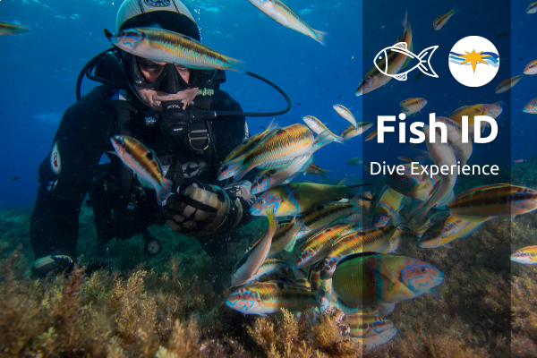 Fish Identification Dive Experience Program