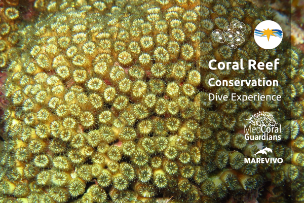 Be part of the MedCoral Guardians Team! 