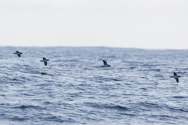 alt="Group of Manx shearwaters puffinus puffinus on the ocean"