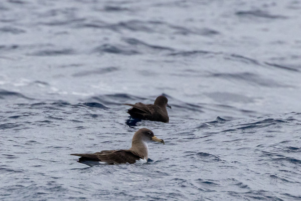 alt="Corys shearwater and sooty shearwater Ardenna grisea resting"