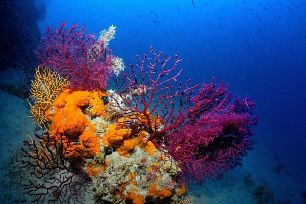 First Scuba diving experience - Les Issambres