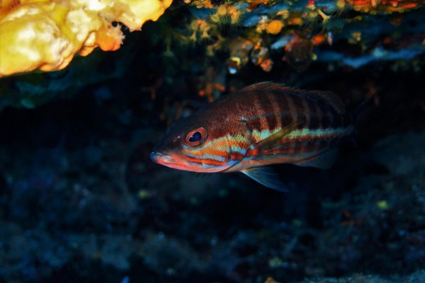 First Scuba diving experience - Les Issambres