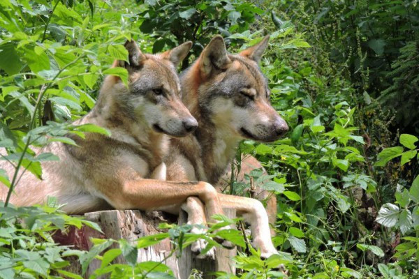 Parcs des Loups - Parc Alpha