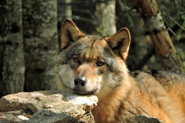 Parcs des Loups - wolf