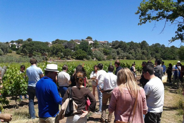 Le Clos des Roses - Vineyard visit