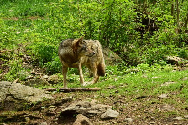 Parcs des Loup - Mercantour