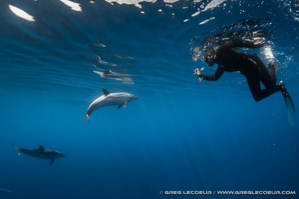 Navire Moguntia - Meet the dolphins