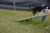 Offene Welpenspielstunde