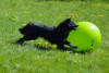 Beginner Kurs Treibball