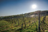 Frühling im Weinberg (auf Anfrage)