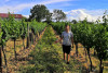 Weg zum Pfalz-Wein