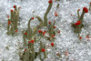 Der Winter im Ebbegebirge | 05. Dezember 2026