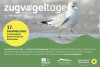 Zugvogel & Mensch bei Tee & Krintstuut