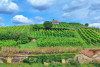 Pfälzer Wandertour mit Wein & Sightseeing in Bad Dürkheim