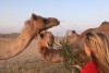 Kamelsafari in der Wüste von Abu Dhabi