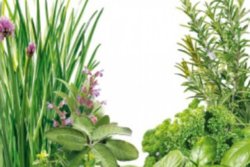 Aromen und Geschmacksentfaltung