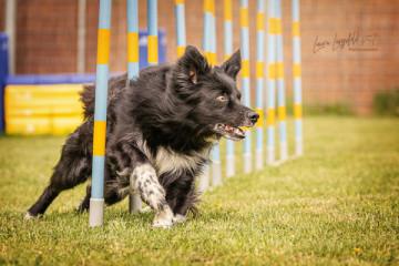Bewegungsplatz 1 – Agility & Rally Obedience