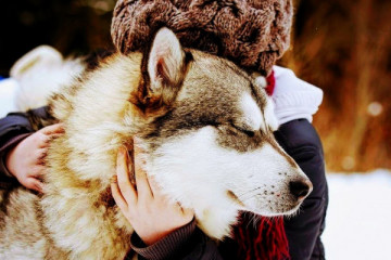 Huskywanderung