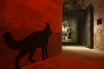 "THE CAVE" - Tiere im Krieg (Sonn- und Feiertage)