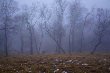 15.11.26 Nebel und Schlechtwetterwanderung