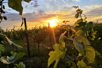 Sunset Tasting mit Markus Pfalz