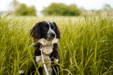 Hunde (Bild: Pixabay, ccby Naturpark Habichtswald)