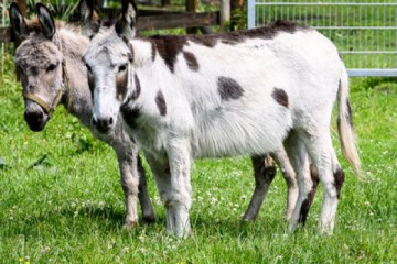Eselwanderungen in Barth