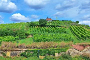 Pfälzer Wandertour mit Wein & Sightseeing in Bad Dürkheim