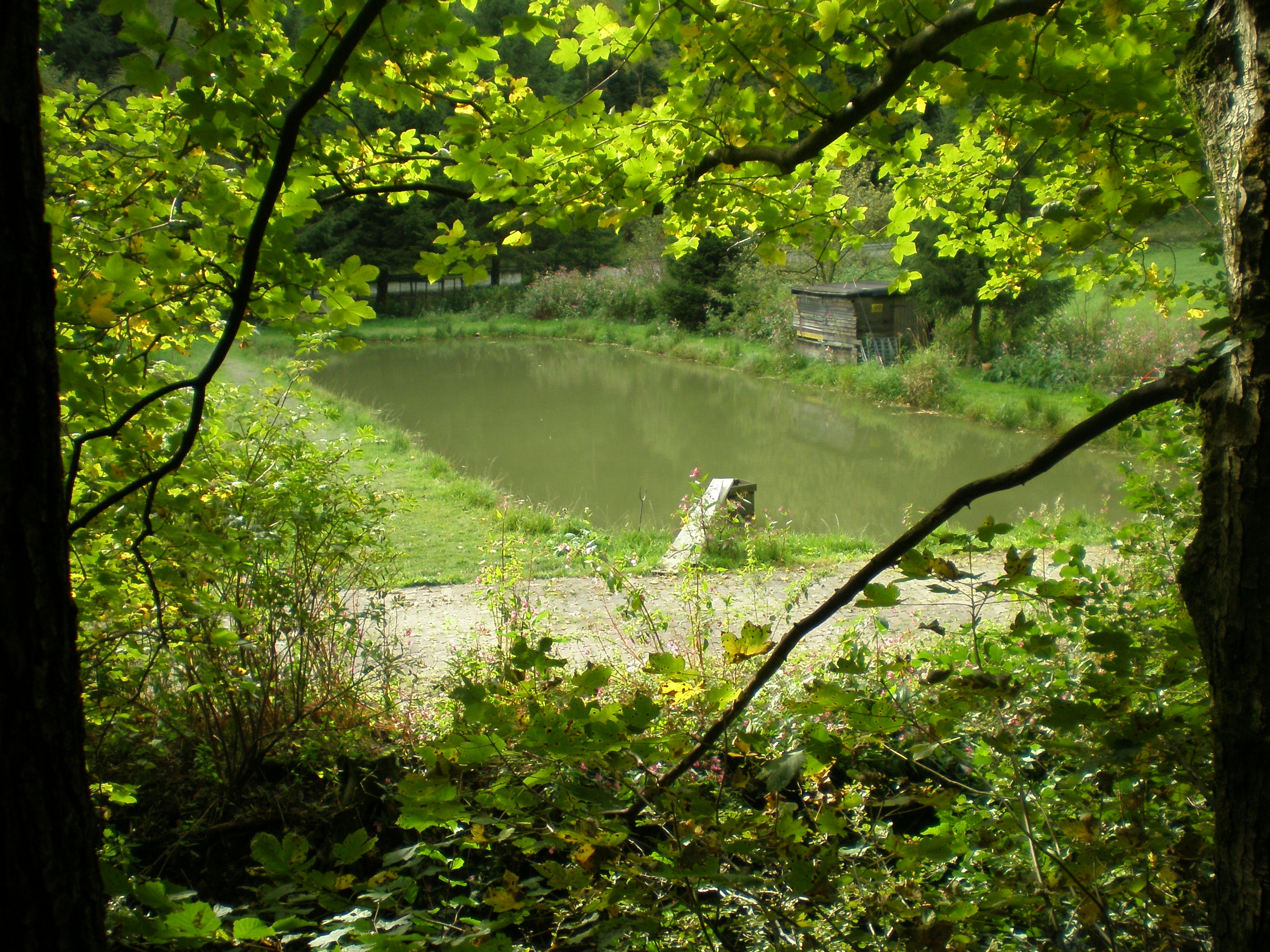 Gastangeln in Schmallenberg - Forellenhof Zurawaski Gastangeln in Schmallenberg - Forellenhof Zurawaski