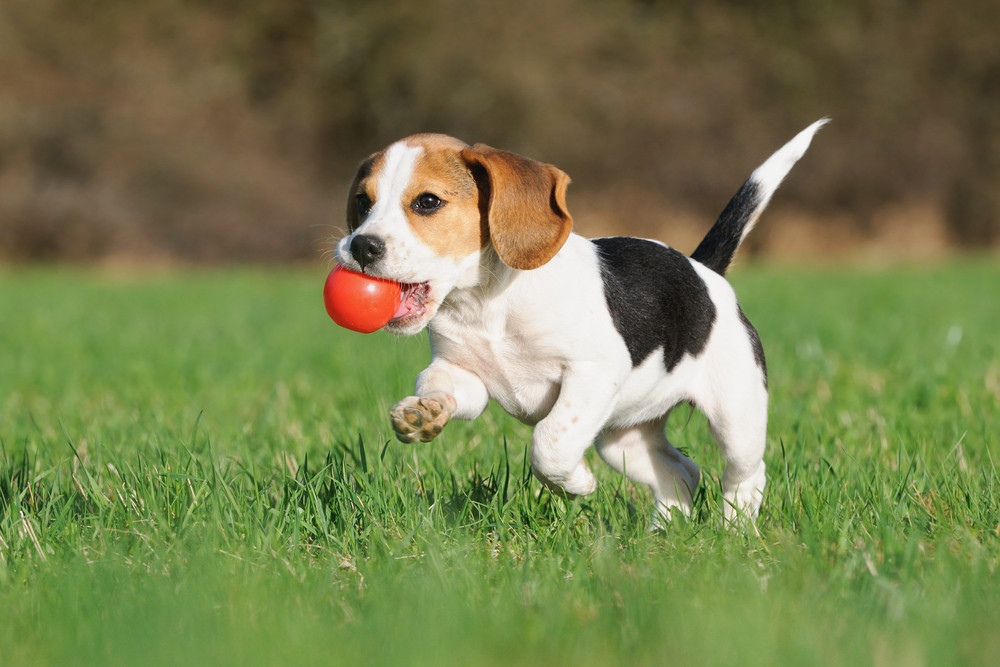 Intensiv-Hundetraining im Tierzentrum München Intensiv-Hundetraining im Tierzentrum München