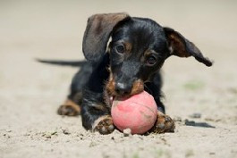 Hundeschule eDOGcation Essen - Welpenerziehungskurs Hundeschule eDOGcation Essen - Welpenerziehungskurs