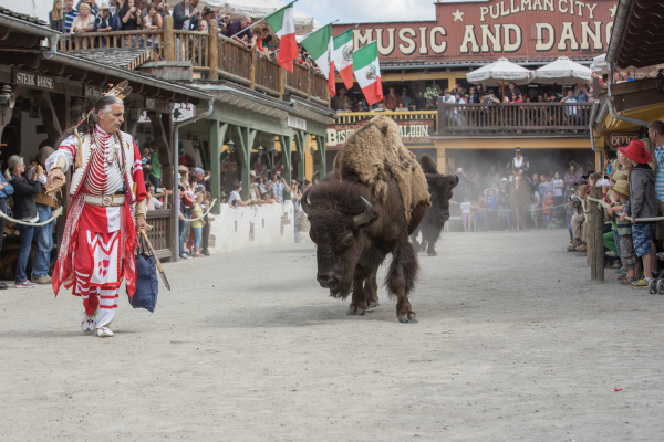 Freilaufende Bisons bei der American History Show Freilaufende Bisons bei der American History Show