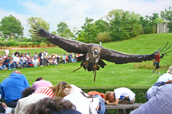 Flugshow: Adler, Eulen und Co. im Vogelpark Marlow Flugshow: Adler, Eulen und Co. im Vogelpark Marlow