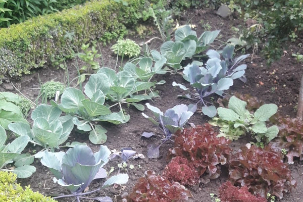 Gemüsegarten
