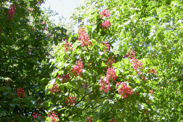 Die rote Roßkastanie im Johannapark.