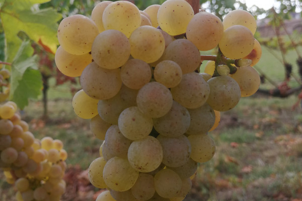 das sind Trauben aus der original Weinlage Liebfrauenmilch Kirchenstück