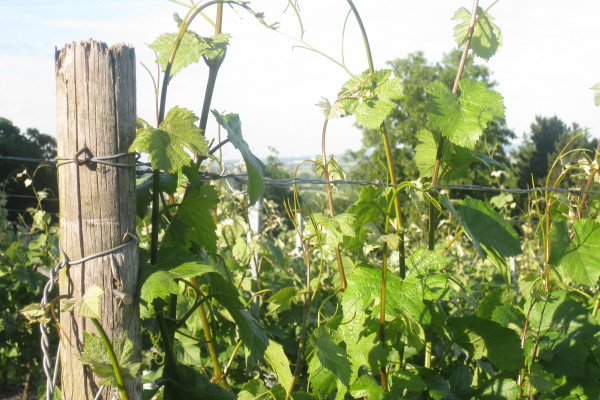 Ein Weinstock