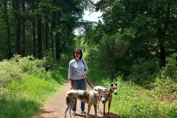 Waldweg auf dem Donnersberg