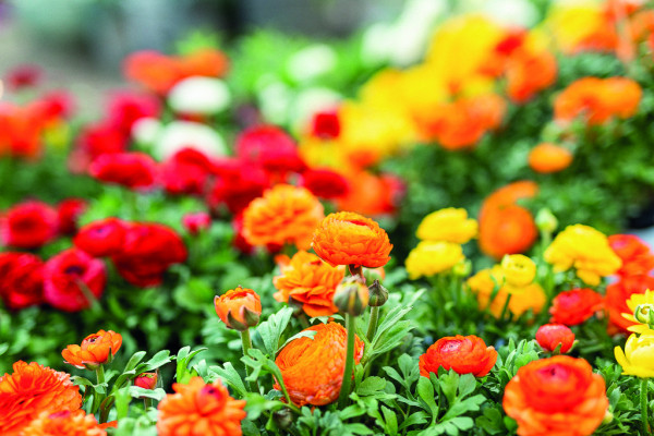 Der Frühling ist da