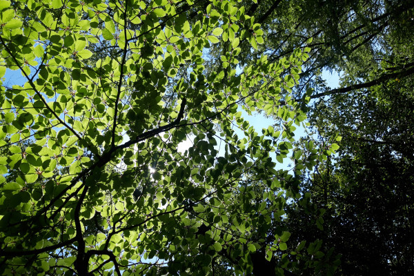 Im Schutz des Waldes atmen und sein / Waldbaden in Essen/Ruhrgebiet